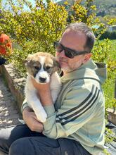 CIBA, Hund, Herdenschutzhund-Mix in Griechenland - Bild 5