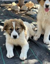 CIBA, Hund, Herdenschutzhund-Mix in Griechenland - Bild 6
