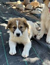 CIBA, Hund, Herdenschutzhund-Mix in Griechenland - Bild 8