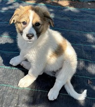 CIBA, Hund, Herdenschutzhund-Mix in Griechenland - Bild 9
