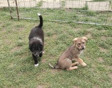 LOUIS, Hund, Mischlingshund in Mönchengladbach - Bild 10