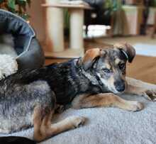 LOUIS, Hund, Mischlingshund in Mönchengladbach - Bild 3
