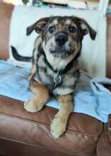 LOUIS, Hund, Mischlingshund in Mönchengladbach - Bild 4