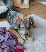 LOUIS, Hund, Mischlingshund in Mönchengladbach - Bild 6