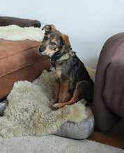 LOUIS, Hund, Mischlingshund in Mönchengladbach - Bild 7