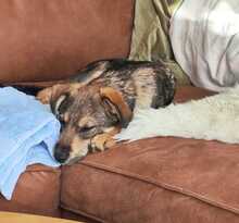 LOUIS, Hund, Mischlingshund in Mönchengladbach - Bild 8