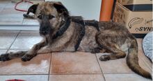 INDIE, Hund, Mischlingshund in Wolfsburg - Bild 1