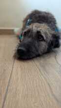 INDIE, Hund, Mischlingshund in Wolfsburg - Bild 10