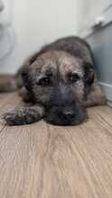 INDIE, Hund, Mischlingshund in Wolfsburg - Bild 11