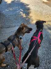 INDIE, Hund, Mischlingshund in Wolfsburg - Bild 2