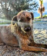 INDIE, Hund, Mischlingshund in Wolfsburg - Bild 3