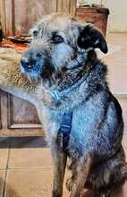 INDIE, Hund, Mischlingshund in Wolfsburg - Bild 4