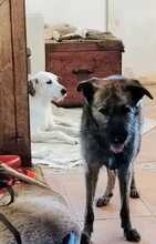 INDIE, Hund, Mischlingshund in Wolfsburg - Bild 5