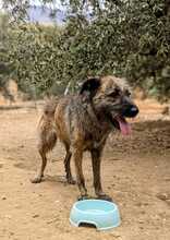 INDIE, Hund, Mischlingshund in Wolfsburg - Bild 6