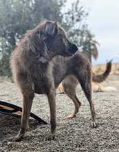 INDIE, Hund, Mischlingshund in Wolfsburg - Bild 7