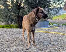 INDIE, Hund, Mischlingshund in Wolfsburg - Bild 8