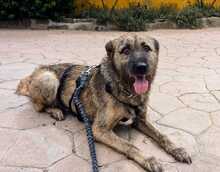 INDIE, Hund, Mischlingshund in Wolfsburg - Bild 9