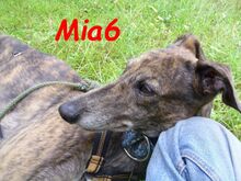 MIA6, Hund, Galgo Español in Heroldsbach
