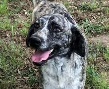 DAFNE, Hund, Mischlingshund in Italien - Bild 10