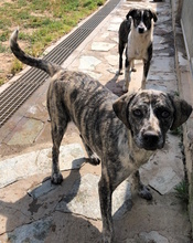 DAFNE, Hund, Mischlingshund in Italien - Bild 13