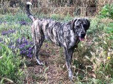 DAFNE, Hund, Mischlingshund in Italien - Bild 9