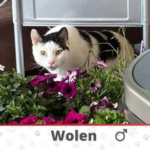 WOLEN, Katze, Europäisch Kurzhaar in Hannover