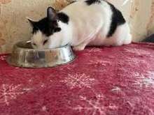 WOLEN, Katze, Europäisch Kurzhaar in Hannover - Bild 2