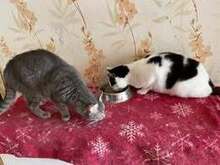 WOLEN, Katze, Europäisch Kurzhaar in Hannover - Bild 3