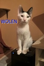 WOLEN, Katze, Europäisch Kurzhaar in Hannover - Bild 4