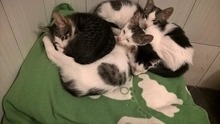WOLEN, Katze, Europäisch Kurzhaar in Hannover - Bild 5