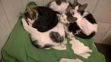 WOLEN, Katze, Europäisch Kurzhaar in Hannover - Bild 6