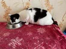 WOLEN, Katze, Europäisch Kurzhaar in Hannover - Bild 7