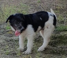 OSKAR, Hund, Mischlingshund in Rumänien - Bild 7