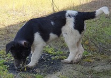 OSKAR, Hund, Mischlingshund in Rumänien - Bild 8
