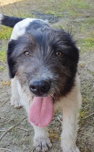 OSKAR, Hund, Mischlingshund in Rumänien - Bild 9
