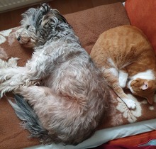 ABBY, Hund, Mischlingshund in Lobbach - Bild 1