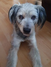 ABBY, Hund, Mischlingshund in Lobbach - Bild 2