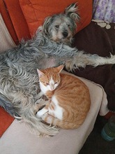 ABBY, Hund, Mischlingshund in Lobbach - Bild 3