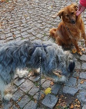 ABBY, Hund, Mischlingshund in Lobbach - Bild 4