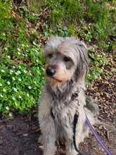 ABBY, Hund, Mischlingshund in Lobbach - Bild 5
