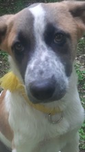 CLYDE, Hund, Mischlingshund in Rumänien - Bild 6