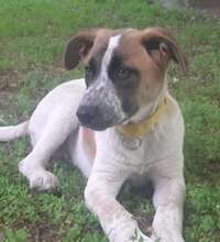 CLYDE, Hund, Mischlingshund in Rumänien - Bild 7