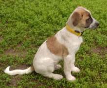 CLYDE, Hund, Mischlingshund in Rumänien - Bild 8