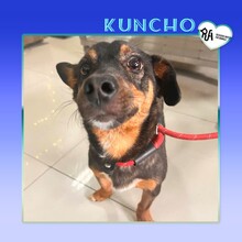 KUNCHO, Hund, Mischlingshund in Bulgarien - Bild 10