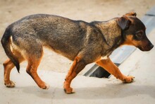 KUNCHO, Hund, Mischlingshund in Bulgarien - Bild 6