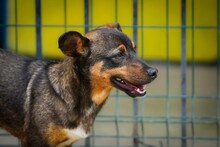 KUNCHO, Hund, Mischlingshund in Bulgarien - Bild 7