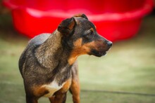 KUNCHO, Hund, Mischlingshund in Bulgarien - Bild 9
