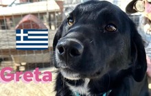 GRETA, Hund, Labrador Retriever in Berlin - Bild 1