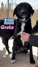GRETA, Hund, Labrador Retriever in Berlin - Bild 2