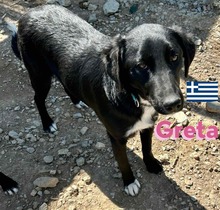 GRETA, Hund, Labrador Retriever in Berlin - Bild 3